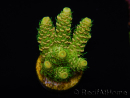 WYSIWYG RAH Acropora millepora Sunset 5Q4