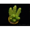 WYSIWYG RAH Acropora millepora Sunset 5Q4