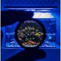 Coral Colour XL Lens Gen 2 D&D
