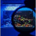Coral Colour XL Lens Gen 2 D&D
