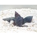 Nassarius Olivaceus L