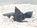 Nassarius Olivaceus L
