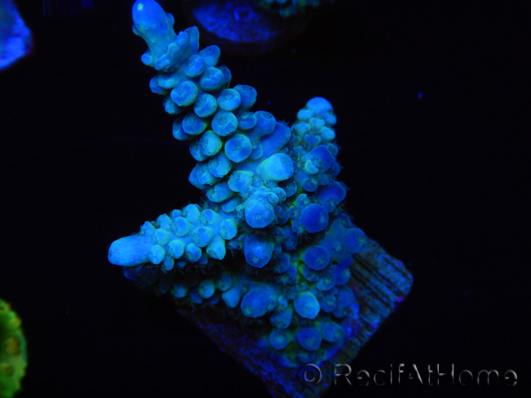 WYSIWYG Acropora abrolhosensis 5W3