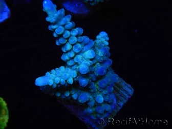 WYSIWYG Acropora abrolhosensis 5W3