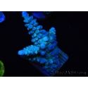 WYSIWYG Acropora abrolhosensis 5W3