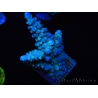 WYSIWYG Acropora abrolhosensis 5W3