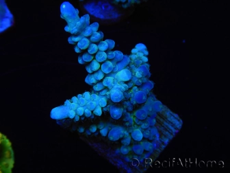 WYSIWYG Acropora abrolhosensis 5W3