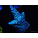 WYSIWYG Acropora abrolhosensis 5W3