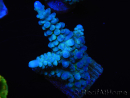 WYSIWYG Acropora abrolhosensis 5W3
