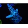 WYSIWYG Acropora abrolhosensis 5W3