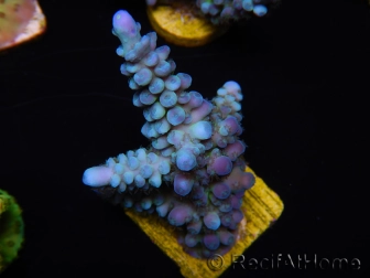 WYSIWYG Acropora abrolhosensis 5W3