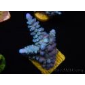 WYSIWYG Acropora abrolhosensis 5W3