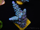 WYSIWYG Acropora abrolhosensis 5W3