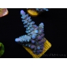 WYSIWYG Acropora abrolhosensis 5W3