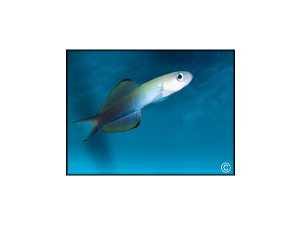 Ptereleotris microlepis