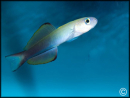 Ptereleotris microlepis