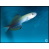 Ptereleotris microlepis