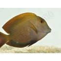 Ctenochaetus striatus L