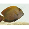 Ctenochaetus striatus L