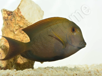 Ctenochaetus striatus L