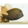 Ctenochaetus striatus L