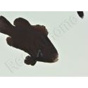 Amphiprion Ocellaris Midnight Lightning 2-3 cm élevage Bali aquarich