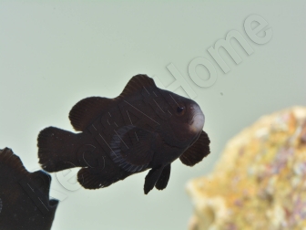Amphiprion Ocellaris Midnight Lightning 2-3 cm élevage Bali aquarich