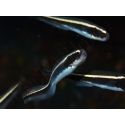 Pholidichthys leucotaenia Juvénile