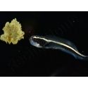 Pholidichthys leucotaenia Juvénile