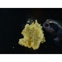 Pholidichthys leucotaenia Juvénile