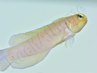 Opistognathus aurifrons WYSIWYG élevage France MERS