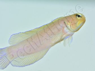 Opistognathus aurifrons WYSIWYG élevage France MERS
