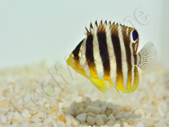 Paracentropyge multifasciata Elevage Bali aquarich 3-5 cm