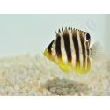 Paracentropyge multifasciata M Elevage bali aquarich