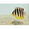 Paracentropyge multifasciata M Elevage bali aquarich