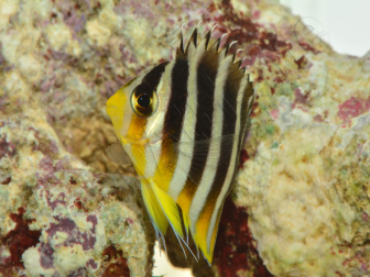 Paracentropyge multifasciata M Elevage bali aquarich