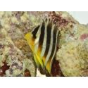 Paracentropyge multifasciata M Elevage bali aquarich
