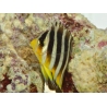 Paracentropyge multifasciata M Elevage bali aquarich
