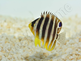 Paracentropyge multifasciata M Elevage bali aquarich