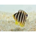 Paracentropyge multifasciata M Elevage bali aquarich