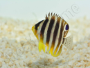 Paracentropyge multifasciata M Elevage bali aquarich