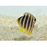 Paracentropyge multifasciata M Elevage bali aquarich