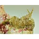 Saron marmoratus