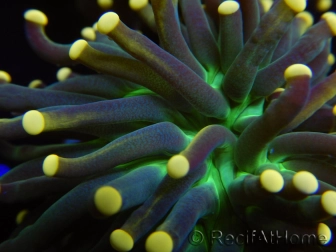 WYSIWYG Euphyllia glabrescens Tiger Gold Tips (Mariculture acclimaté sous LED) 10E3