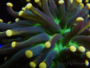 WYSIWYG Euphyllia glabrescens Tiger Gold Tips (Mariculture acclimaté sous LED) 10E3