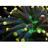 WYSIWYG Euphyllia glabrescens Tiger Gold Tips (Mariculture acclimaté sous LED) 10E3