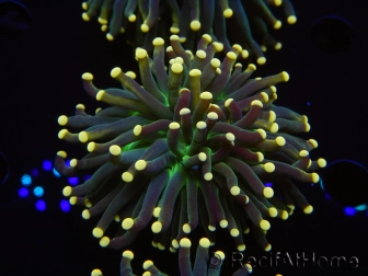 WYSIWYG Euphyllia glabrescens Tiger Gold Tips (Mariculture acclimaté sous LED) 10E3