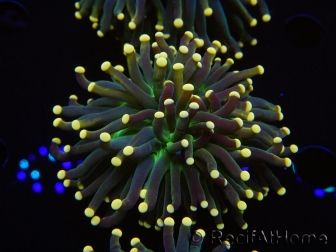 WYSIWYG Euphyllia glabrescens Tiger Gold Tips (Mariculture acclimaté sous LED) 10E3