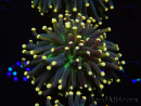 WYSIWYG Euphyllia glabrescens Tiger Gold Tips (Mariculture acclimaté sous LED) 10E3