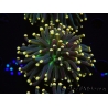 WYSIWYG Euphyllia glabrescens Tiger Gold Tips (Mariculture acclimaté sous LED) 10E3